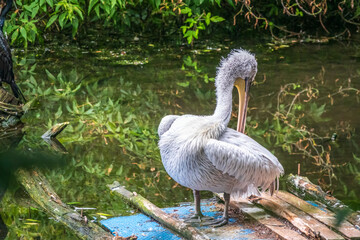 One pelican stands on the shore of the pond at the zoo. Green water in the pond. Close-up