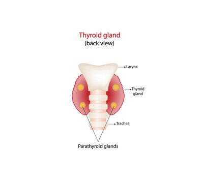Thyroid and parathyroid gland. Anatomy back view of thyroid gland. hypothyroidism vs hyperthyroidism. Vector illustration isolated on white background.