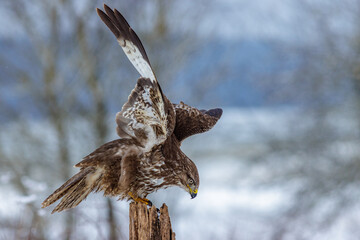 Mäusebussard (Buteo buteo)