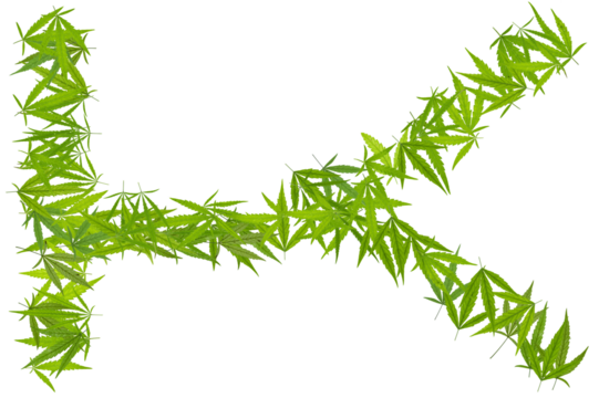 Letter "K" isolated on a transparent background. Design font hemp pattern. Marijuana letter. Cannabis object for design, decoration and advertising. Blank for a logo.
