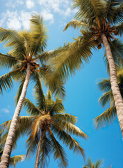 view of palm trees in the sky, blue sky. warm vibrant colors.