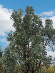 (Eucalyptus gunnii) Cider gum. Ornamental multi-trunk tree in erect habit with beautiful reddish...