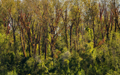 Fall colors on the red climbing plants or creepers on tree trunks in Kentucky alongside Mississippi...