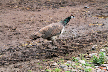 close up of peacock