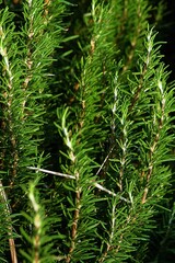 Close-up detail of the green leaves of a wild rosemary bush
