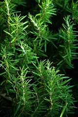 Close-up detail of the green leaves of a wild rosemary bush