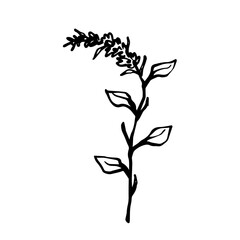 Fototapeta na wymiar Sketch,doodle of wild meadow grass,flower.Decorative botanical element.Vector graphics.
