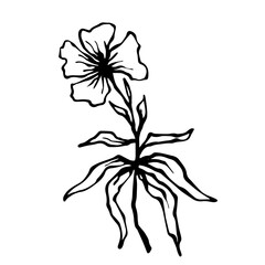 Sketch,doodle of wild meadow grass,flower.Decorative botanical element.Vector graphics.