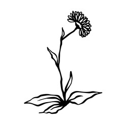 Sketch,doodle of wild meadow grass,flower.Decorative botanical element.Vector graphics.