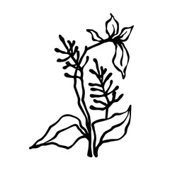 Sketch,doodle of wild meadow grass,flower.Decorative botanical element.Vector graphics.