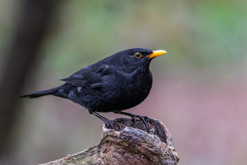 Amsel (Turdus merula) Männchen