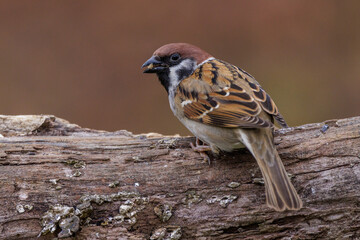 Feldsperling (Passer montanus)