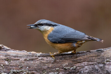 Kleiber (Sitta europaea)