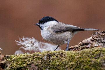 Sumpfmeise (Poecile palustris)