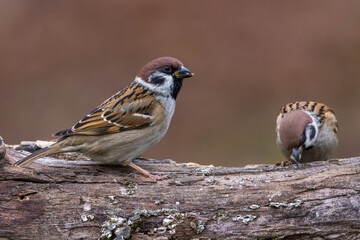 Feldsperling (Passer montanus)