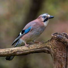 Eichelhäher (Garrulus glandarius)