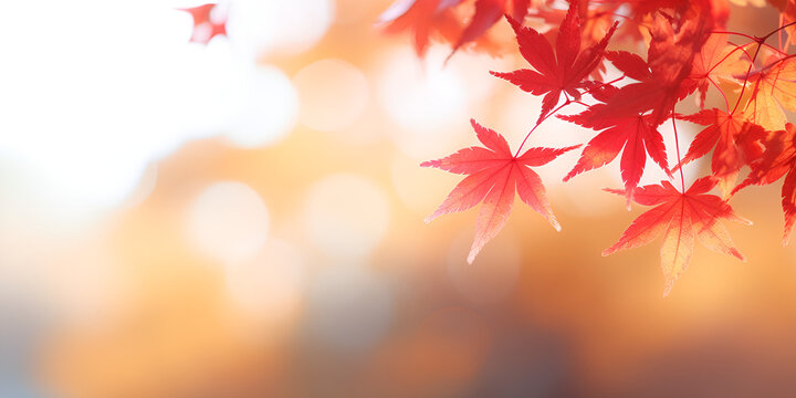 A Visual Poetry of Maple Leaves in the Japanese Autumnal Wonderland, Enhanced by the Artistry of a Subtly Blurred Background
