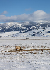 Naklejka premium Elk in winter in front of rugged mountains with clear blue winter sky in Wyoming. 