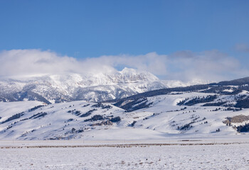 Elk herd in winter in Wyoming. Snow and  blue skies  with mountains in the background .