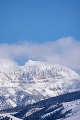 Fototapeta na wymiar Elk herd in winter in Wyoming. Snow and blue skies with mountains in the background .