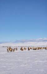 Elk herd in winter in Wyoming. Snow and  blue skies  with mountains in the background .