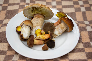 Boletus edulis and Imleia badia mushrooms forest harvest spread on white plate in daylight