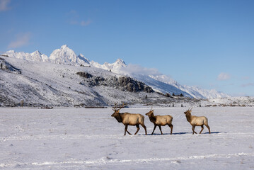 Elk herd in winter in Wyoming. Snow and  blue skies  with mountains in the background .