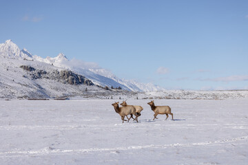 Elk in winter in front of rugged mountains with clear blue winter sky in Wyoming. 