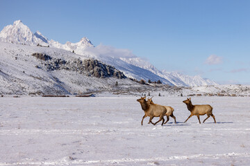 Elk in winter in front of rugged mountains with clear blue winter sky in Wyoming. 
