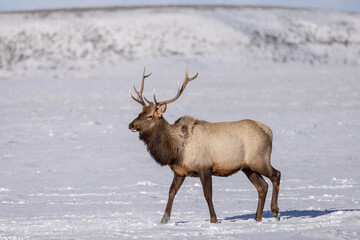 Obraz premium Elk in winter in front of rugged mountains with clear blue winter sky in Wyoming. 