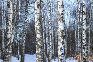 Fototapeta premium Black and white birch trees in winter on snow