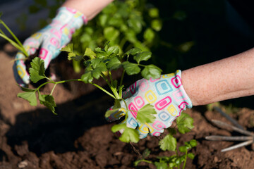 Planting celery seedlings in the open ground. Hands bury the plants in the soil.