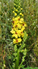 Black mullein (Verbascum nigrum) blooms in nature