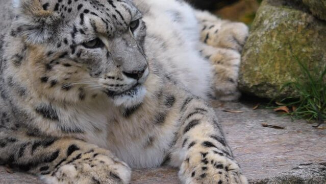 Close up of snow leopard baby and mother resting on a rock