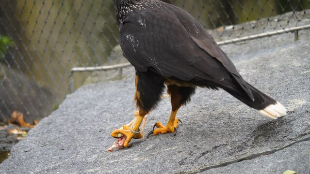 A Falkland Caracara falcon, close up picking on a chicken leg.