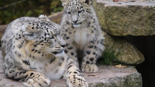 Close up of snow leopard baby and mother resting on a rock