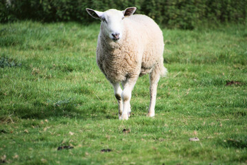 Obraz premium sheep in a field