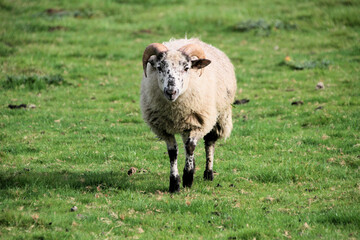 sheep in a field