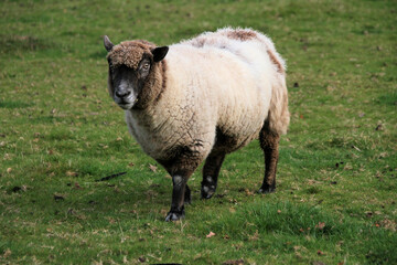sheep in a field