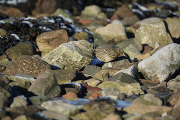 European rock pipit (Anthus petrosus) searching for food amongst rocks at coast during winter