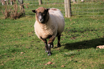 Fototapeta premium sheep in a field