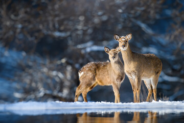 Two roe deers in the winter forest. Animal in natural habitat