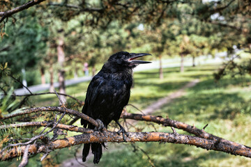 A black rook chick sits on a tree branch...