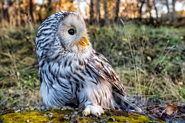 A beautiful owl, the Ural Owl, sits on a tree in the forest.