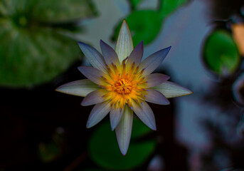 lotus flower in the pond