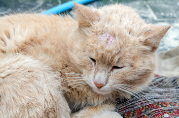 Beaten cat with a wound on the head