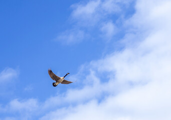 Fototapeta na wymiar Goose flying in the sky