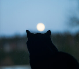 Silhouette of cat sitting on the windowsill and watching on full moon
