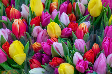 red and yellow tulips - 685871767