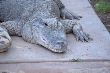 Alligators have a long, rounded snout that has upward facing nostrils at the end